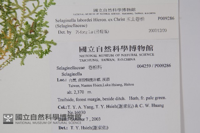 玉山卷柏藏品圖，第2張