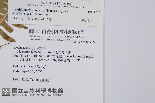 韓氏羅曼蕨藏品圖，第2張