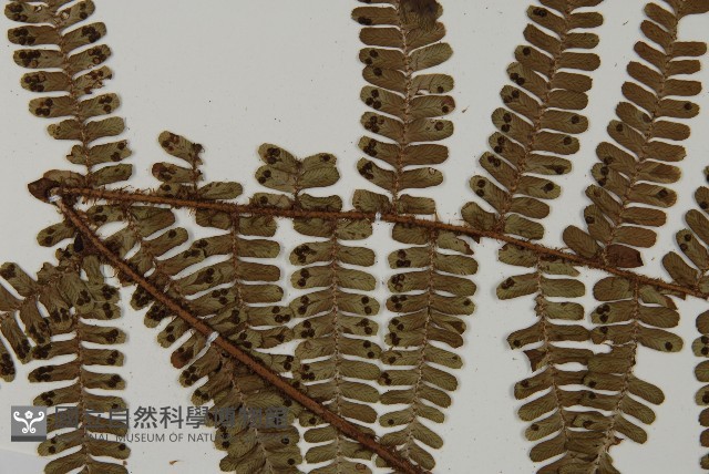 頂囊肋毛蕨藏品圖，第2張