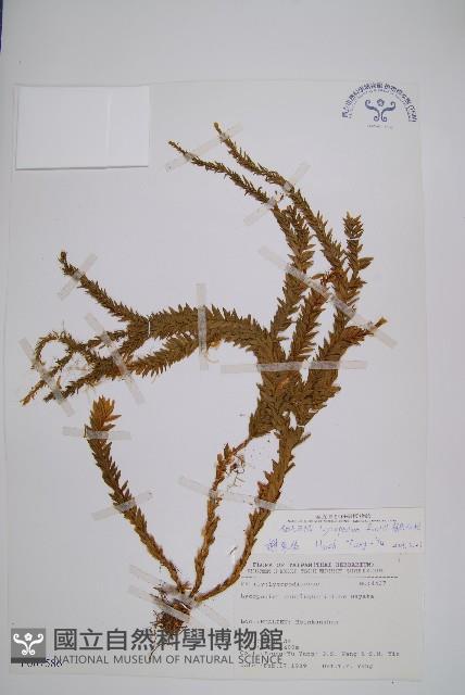 福氏石松藏品圖，第1張