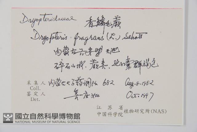 香鱗毛蕨藏品圖，第2張