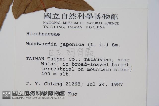 日本狗脊蕨藏品圖，第2張