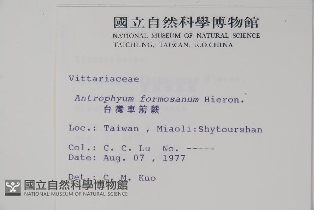 臺灣車前蕨藏品圖，第2張