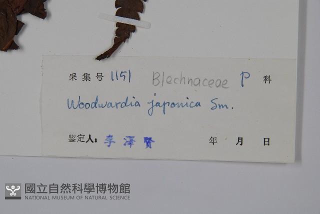 日本狗脊蕨藏品圖，第2張