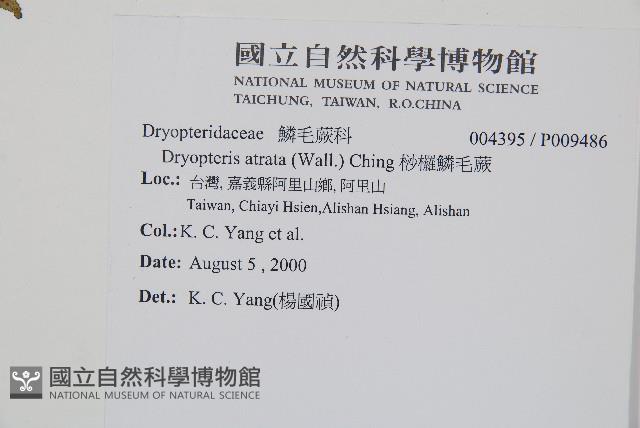 桫欏鱗毛蕨藏品圖，第2張