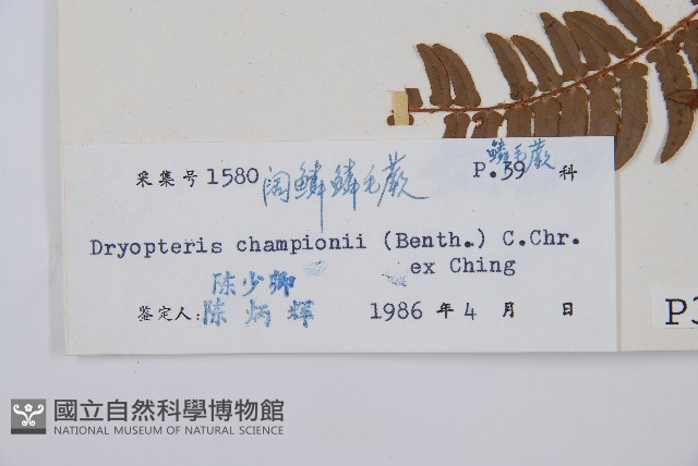 闊鱗鱗毛蕨藏品圖，第2張