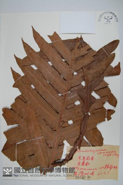 崖薑蕨藏品圖，第1張