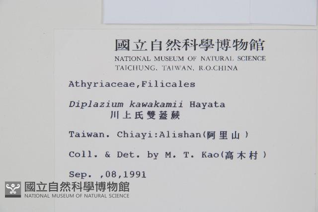 川上氏雙蓋蕨藏品圖，第2張