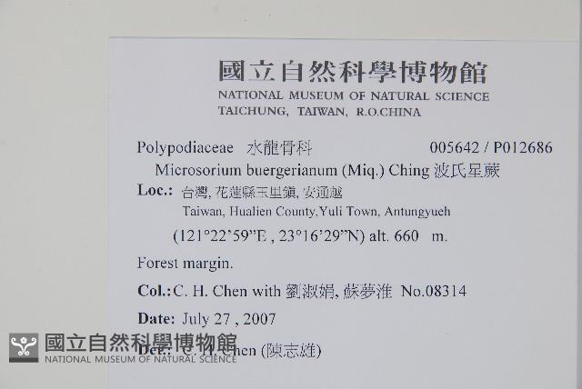 波氏星蕨藏品圖，第2張