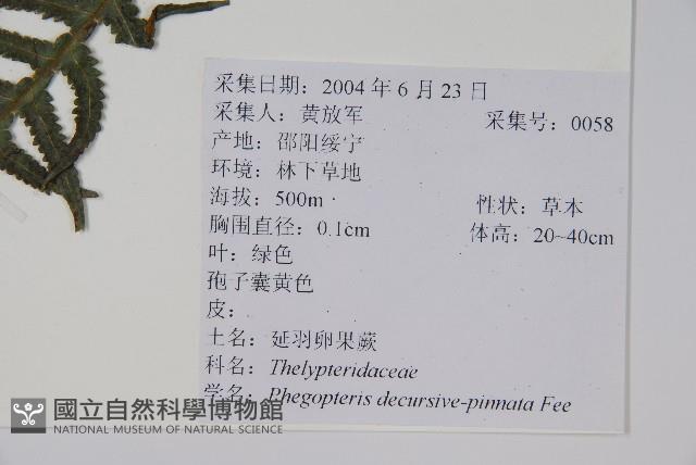 翅軸假金星蕨、短柄卵果蕨藏品圖，第2張