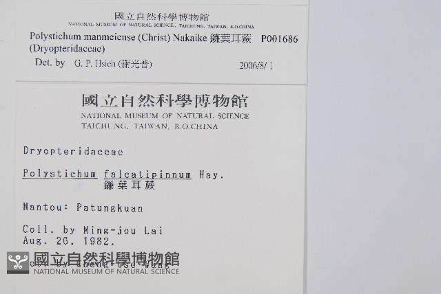 軟骨耳蕨藏品圖，第2張
