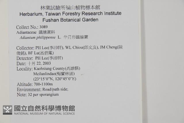 半月形鐵線蕨藏品圖，第2張