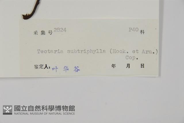 三叉蕨藏品圖，第2張