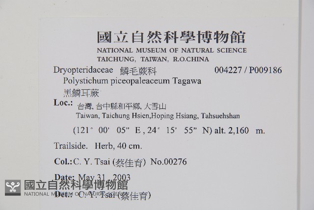 黑鱗耳蕨藏品圖，第2張