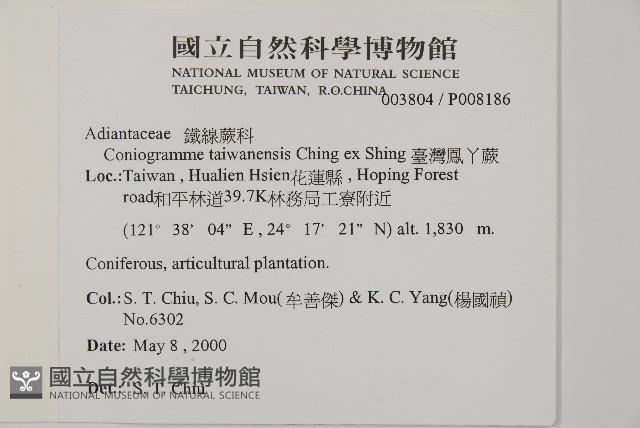 臺灣鳳丫蕨藏品圖，第2張