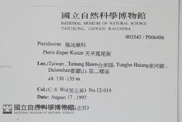 天草鳳尾蕨藏品圖，第2張