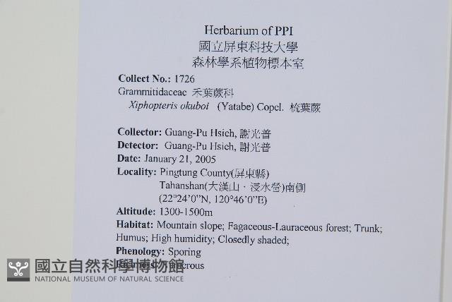 梳葉蕨藏品圖，第2張