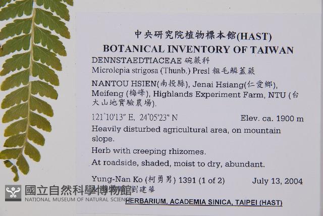 粗毛鱗蓋蕨藏品圖，第2張