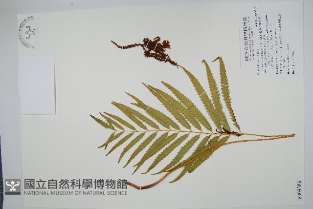 粗齒革葉紫萁藏品圖，第1張