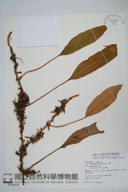 石葦藏品圖，第1張