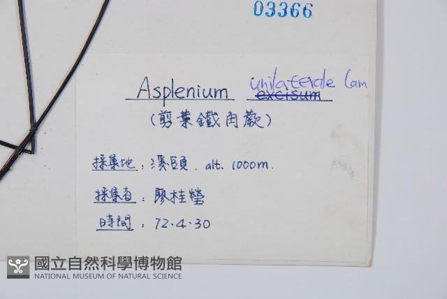 單邊鐵角蕨藏品圖，第2張