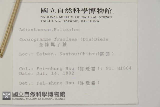 全緣鳳丫蕨藏品圖，第2張