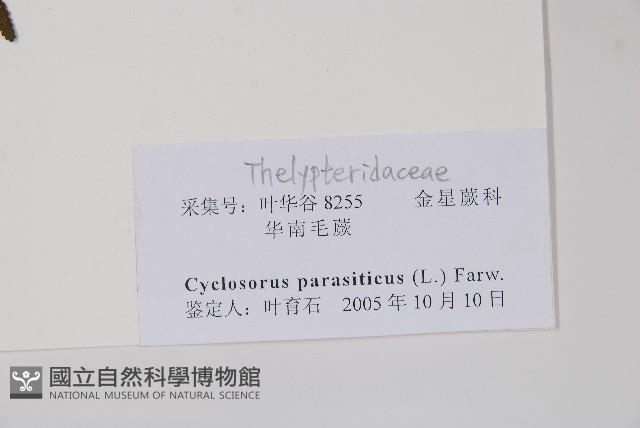 密毛毛蕨藏品圖，第2張