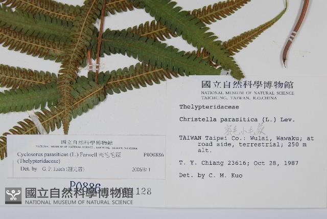 密毛毛蕨藏品圖，第2張