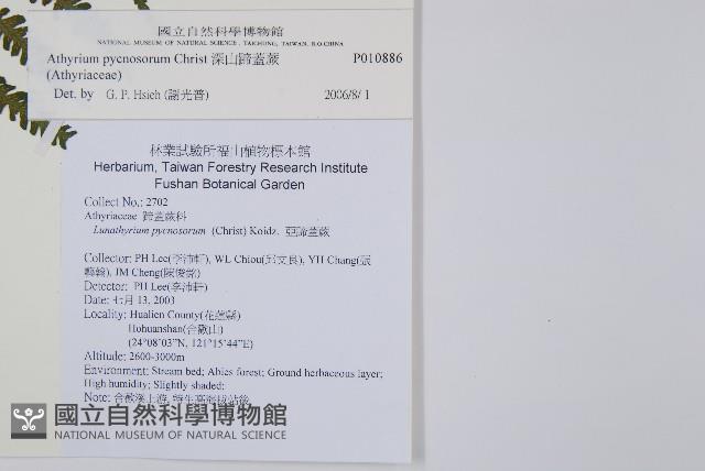 深山蹄蓋蕨藏品圖，第2張