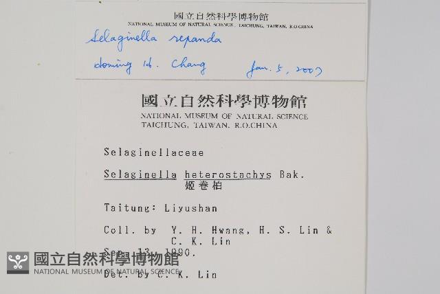 高雄卷柏藏品圖，第2張