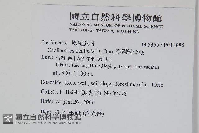 臺灣粉背蕨藏品圖，第2張