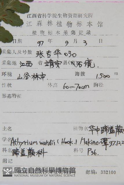 華中蹄蓋蕨藏品圖，第2張