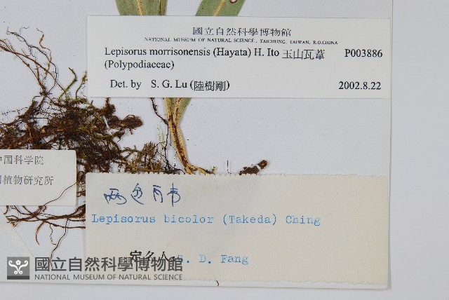 玉山瓦葦藏品圖，第2張