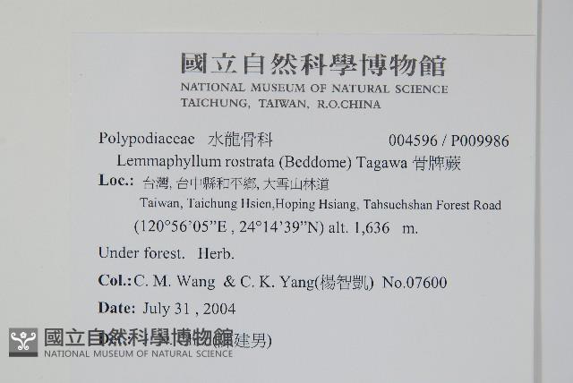 骨牌蕨藏品圖，第2張