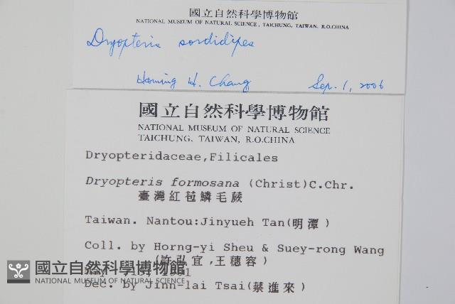 落鱗鱗毛蕨藏品圖，第2張