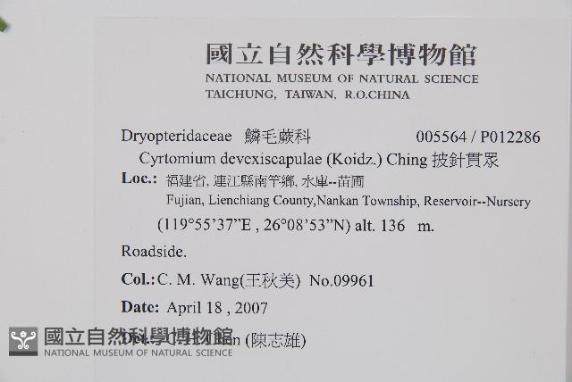 披針貫眾蕨藏品圖，第2張