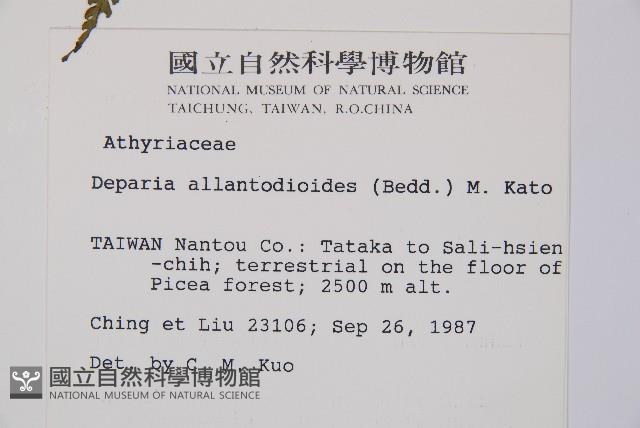 亞蹄蓋蕨藏品圖，第2張