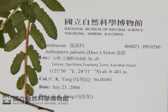 藤蕨藏品圖，第2張