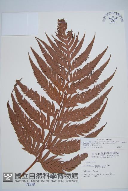 臺灣狗脊蕨藏品圖，第1張