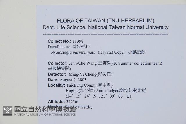 台灣小膜蓋蕨藏品圖，第2張