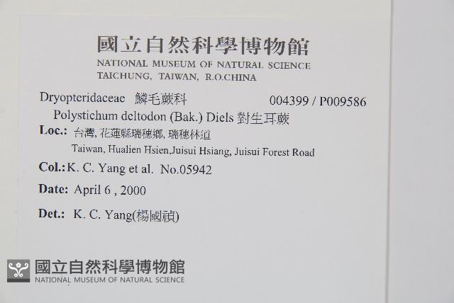 對生耳蕨藏品圖，第2張