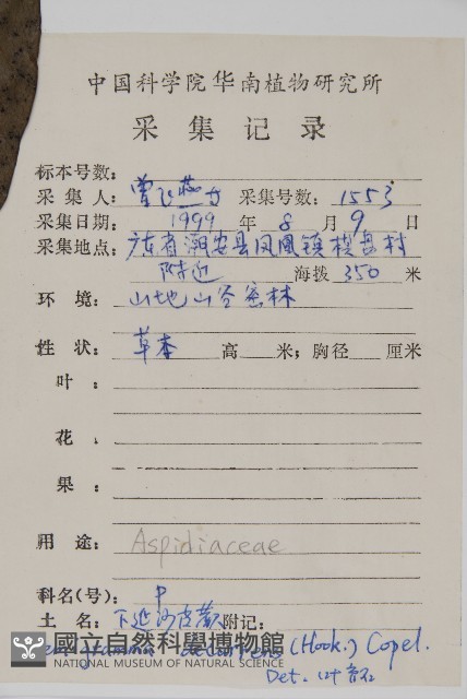 沙皮蕨藏品圖，第2張