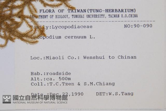 過山龍藏品圖，第1張