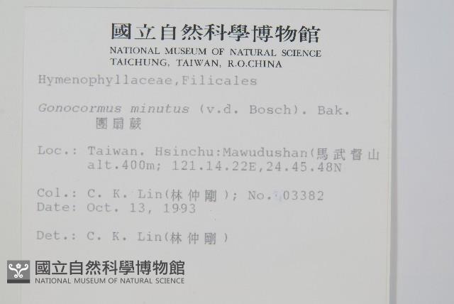 團扇蕨藏品圖，第2張