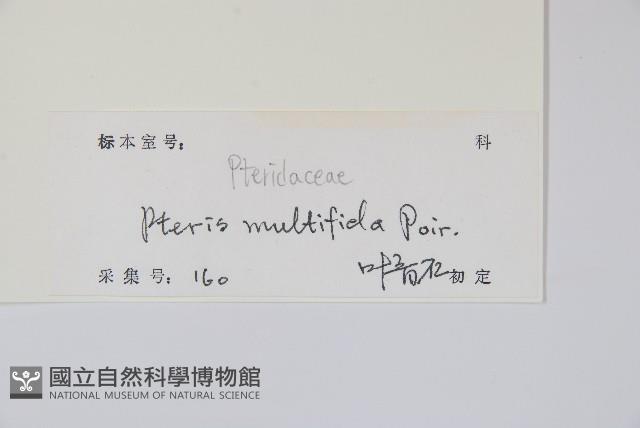 鳳尾蕨藏品圖，第2張