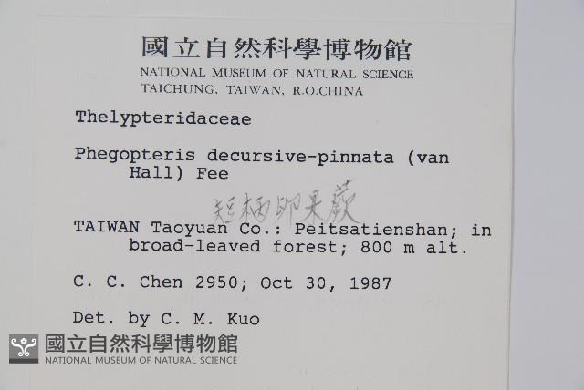 翅軸假金星蕨、短柄卵果蕨藏品圖，第2張