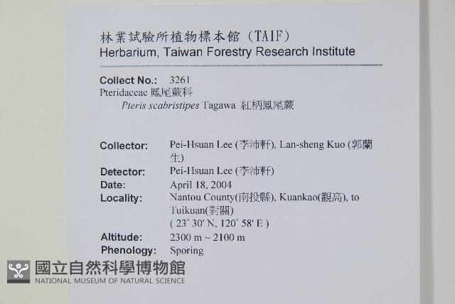 紅柄鳳尾蕨藏品圖，第2張