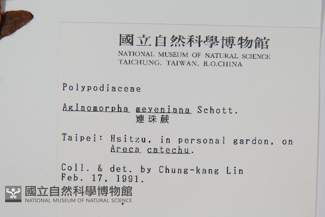連珠蕨藏品圖，第2張
