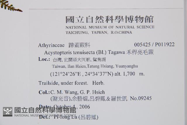 禾稈亮毛蕨藏品圖，第5張