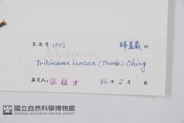 單葉雙蓋蕨藏品圖，第2張